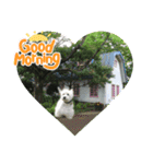 Scooby's line sticker！（Dog）イヌ（個別スタンプ：8）