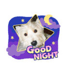Scooby's line sticker！（Dog）イヌ（個別スタンプ：9）