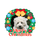 Scooby's line sticker！（Dog）イヌ（個別スタンプ：10）