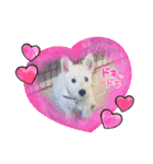 Scooby's line sticker！（Dog）イヌ（個別スタンプ：11）
