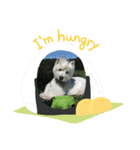 Scooby's line sticker！（Dog）イヌ（個別スタンプ：12）