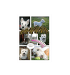 Scooby's line sticker！（Dog）イヌ（個別スタンプ：13）