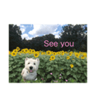 Scooby's line sticker！（Dog）イヌ（個別スタンプ：16）