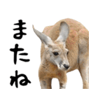 飛び出すミーム✨ヤギと動物園の仲間たち（個別スタンプ：24）