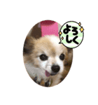 やまだんちの犬（個別スタンプ：1）