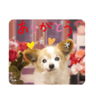 やまだんちの犬（個別スタンプ：2）