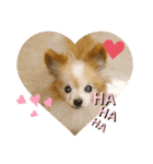やまだんちの犬（個別スタンプ：3）