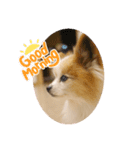 やまだんちの犬（個別スタンプ：4）