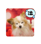やまだんちの犬（個別スタンプ：5）