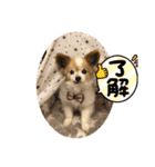 やまだんちの犬（個別スタンプ：6）