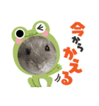 ジャンガリアンハムスターおもちのスタンプ（個別スタンプ：4）