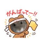 ジャンガリアンハムスターおもちのスタンプ（個別スタンプ：12）