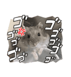 ジャンガリアンハムスターおもちのスタンプ（個別スタンプ：18）
