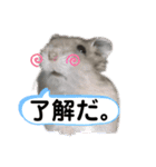 ジャンガリアンハムスターおもちのスタンプ（個別スタンプ：19）
