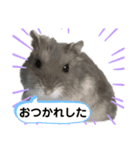 ジャンガリアンハムスターおもちのスタンプ（個別スタンプ：20）