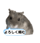 ジャンガリアンハムスターおもちのスタンプ（個別スタンプ：22）