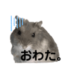 ジャンガリアンハムスターおもちのスタンプ（個別スタンプ：24）