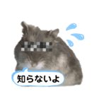 ジャンガリアンハムスターおもちのスタンプ（個別スタンプ：27）