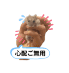 ジャンガリアンハムスターおもちのスタンプ（個別スタンプ：28）