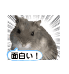 ジャンガリアンハムスターおもちのスタンプ（個別スタンプ：29）