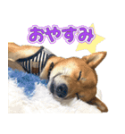 柴犬そらくんのLINEスタンプ（個別スタンプ：1）