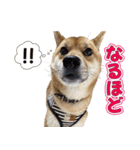 柴犬そらくんのLINEスタンプ（個別スタンプ：2）