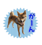 柴犬そらくんのLINEスタンプ（個別スタンプ：3）