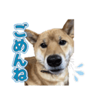 柴犬そらくんのLINEスタンプ（個別スタンプ：4）