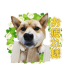 柴犬そらくんのLINEスタンプ（個別スタンプ：5）