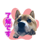 柴犬そらくんのLINEスタンプ（個別スタンプ：6）