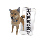 柴犬そらくんのLINEスタンプ（個別スタンプ：7）