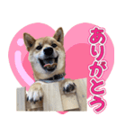 柴犬そらくんのLINEスタンプ（個別スタンプ：8）