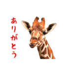 動く！ヤギと動物園の仲間たち（個別スタンプ：11）