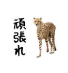 動く！ヤギと動物園の仲間たち（個別スタンプ：20）