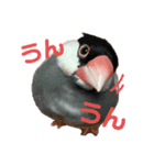 しらすのスタンプ2（個別スタンプ：6）