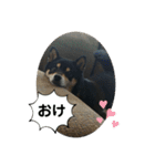 にこここスタンプ 2（個別スタンプ：12）
