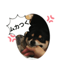 にこここスタンプ 2（個別スタンプ：15）