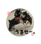 にこここスタンプ 2（個別スタンプ：16）