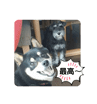 にこここスタンプ 2（個別スタンプ：22）