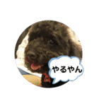 にこここスタンプ 2（個別スタンプ：25）