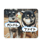 にこここスタンプ 2（個別スタンプ：33）