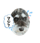 にこここスタンプ 2（個別スタンプ：34）
