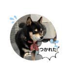 にこここスタンプ 2（個別スタンプ：38）