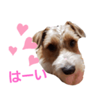 ジャックラッセルいつも元気なてっちゃん（個別スタンプ：1）
