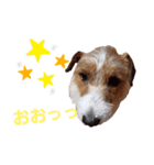 ジャックラッセルいつも元気なてっちゃん（個別スタンプ：3）