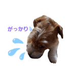 ジャックラッセルいつも元気なてっちゃん（個別スタンプ：4）