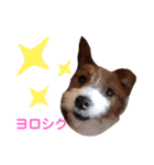 ジャックラッセルいつも元気なてっちゃん（個別スタンプ：5）