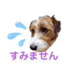 ジャックラッセルいつも元気なてっちゃん（個別スタンプ：8）