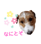 ジャックラッセルいつも元気なてっちゃん（個別スタンプ：9）