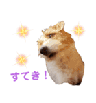 ジャックラッセルいつも元気なてっちゃん（個別スタンプ：10）